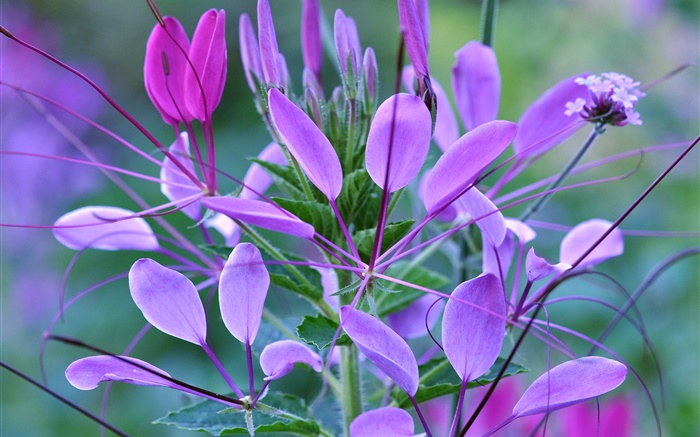 植物のマクロ、葉、紫色の花 壁紙 ピクチャー