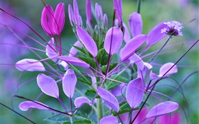 植物のマクロ、葉、紫色の花 HDの壁紙