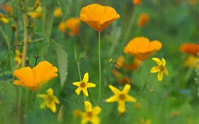 ケシの花、黄色の野生の花、草