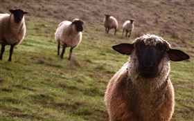 羊、牧草地、動物がクローズアップ HDの壁紙