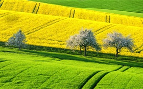春の美しい菜種フィールド、黄色と緑の木々、ドイツ