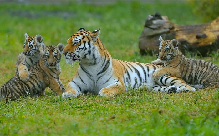 タイガース家族、草、大きな猫 壁紙 ピクチャー
