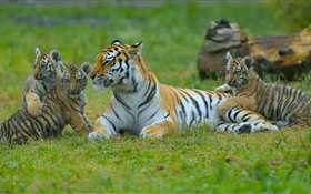 タイガース家族、草、大きな猫
