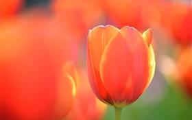 マクロ撮影チューリップ、オレンジ色の花