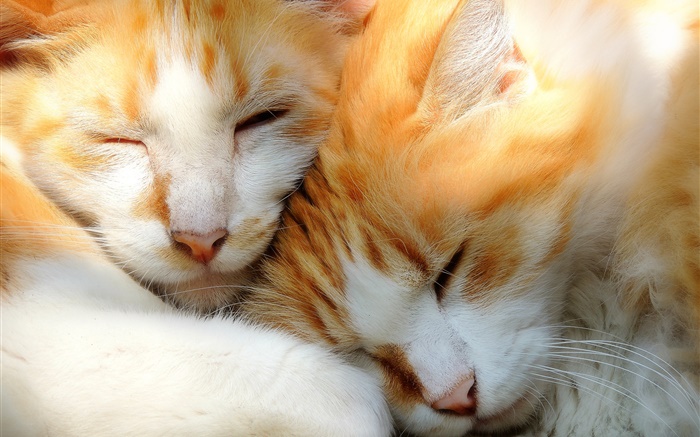 眠っている二つの子猫 壁紙 ピクチャー