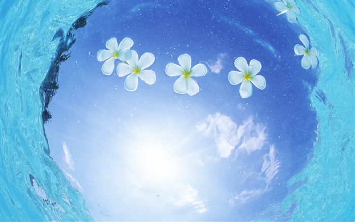 水に白い花、青空、太陽、モルディブ 壁紙 ピクチャー