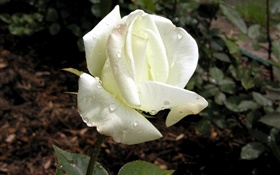 白い花びらが、露をバラ