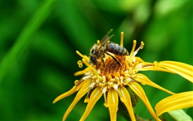 黄色の花びら、雌しべ、昆虫蜂