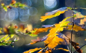 黄色の葉、秋、ボケ味 HDの壁紙