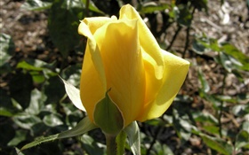 黄色のバラの花のつぼみ HDの壁紙