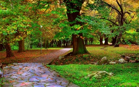 秋の公園、木、歩道、葉