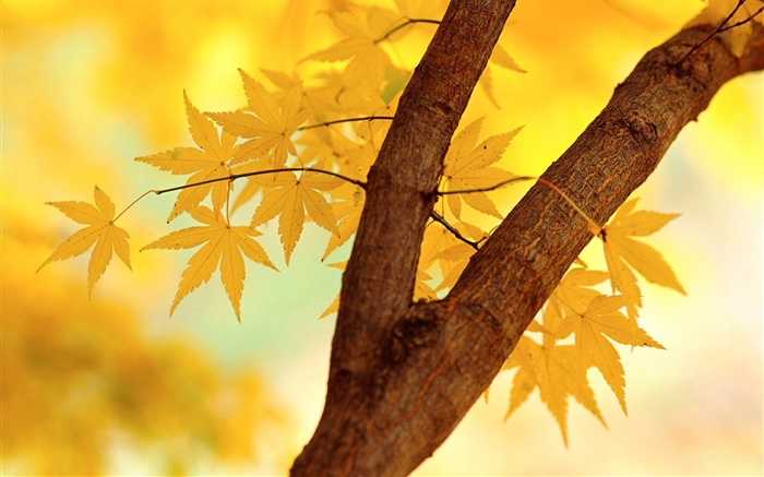 秋、黄色の葉、木の枝 壁紙 ピクチャー