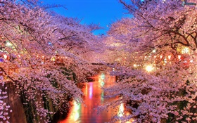 夜、川、ライトで桜の花