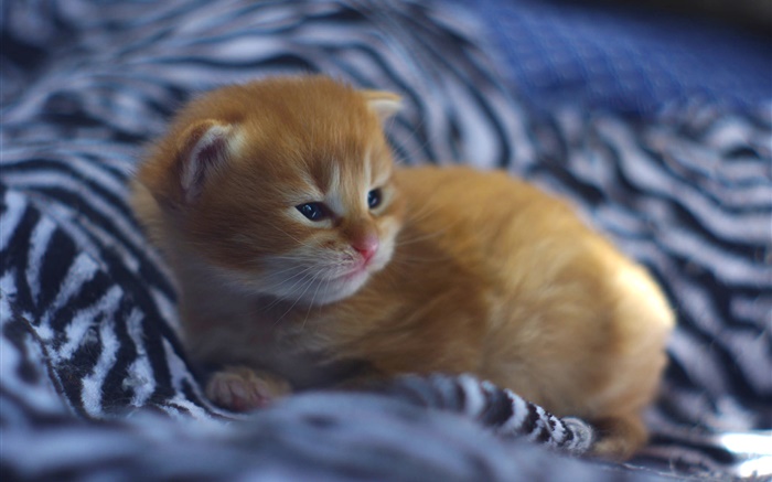 ベッドの中でかわいい子猫の赤ちゃん 壁紙 ピクチャー