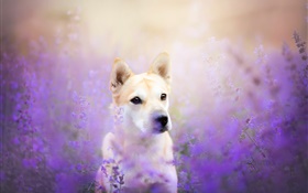 犬の正面図、花のフィールド HDの壁紙