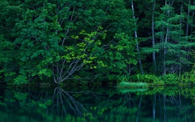 森、木、茂み、湖 HDの壁紙