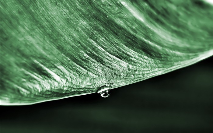 緑の葉のマクロ、水滴、黒の背景 壁紙 ピクチャー
