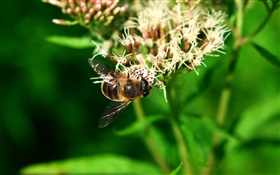昆虫蜂、緑の葉 HDの壁紙