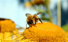 雌しべ、花、黄色、蜂、マクロ撮影 HDの壁紙