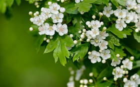 白いサンザシの花