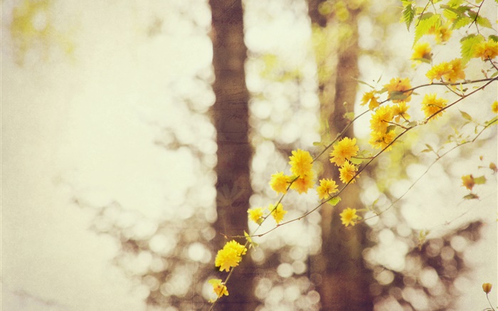 黄色の花、小枝、ツリー、ボケ味 壁紙 ピクチャー