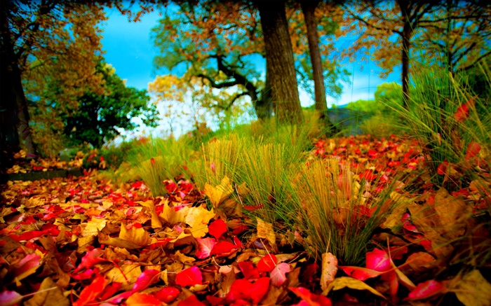 秋は、赤、黄は地面に葉 壁紙 ピクチャー