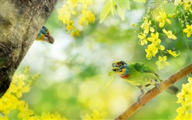 鳥キャッチ昆虫、花、木 HDの壁紙