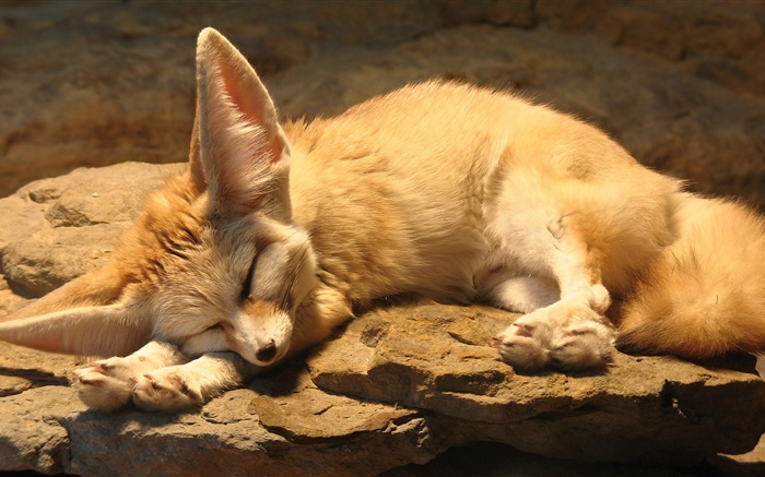 かわいいキツネの睡眠、岩 壁紙 ピクチャー