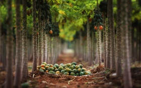 果物の収穫、庭、木