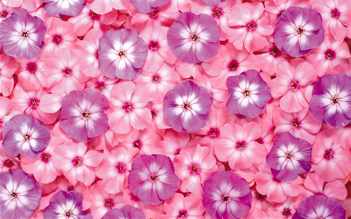 多くのピンクの花、花弁 壁紙 ピクチャー