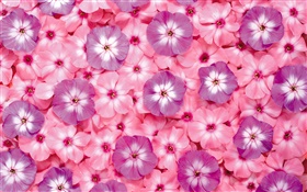 多くのピンクの花、花弁 HDの壁紙