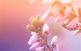 ピンクの花、蕾、ボケ味 HDの壁紙