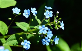 小さな青い花、黒の背景 HDの壁紙