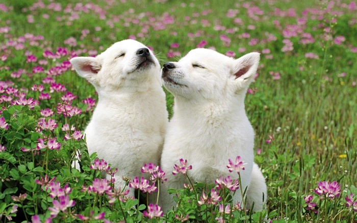 二つの白い子犬、花、草 壁紙 ピクチャー
