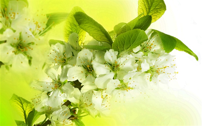 白いリンゴの花、開花、小枝、春 壁紙 ピクチャー