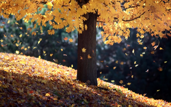 秋、単一のツリー、黄色の葉 壁紙 ピクチャー