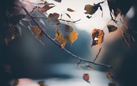 秋、小枝、黄色の葉、ぼやけた背景 HDの壁紙