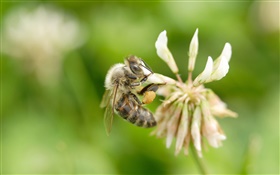 蜂、花、ボケ味 HDの壁紙