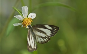 黒い蝶と白い花