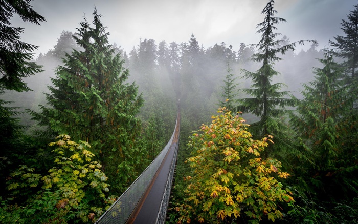 森林の朝、木々、霧、吊り橋 壁紙 ピクチャー