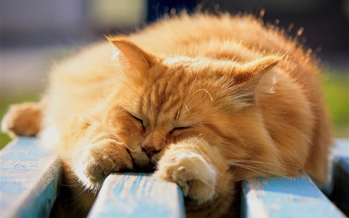 眠っている毛皮の猫 壁紙 ピクチャー