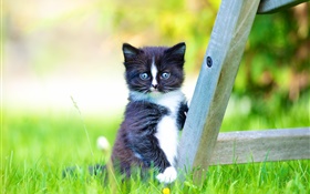 毛皮のついたペット、芝生の黒い子猫