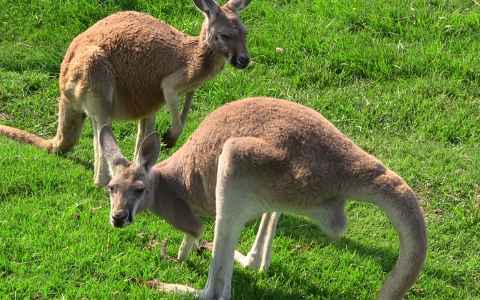 草の中にカンガルー 壁紙 ピクチャー