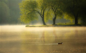 朝、霧、木、川、アヒル HDの壁紙