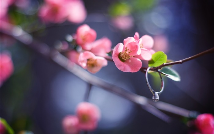 ピンクの花小枝、春、ダイヤモンドリング 壁紙 ピクチャー
