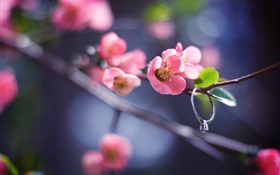 ピンクの花小枝、春、ダイヤモンドリング HDの壁紙