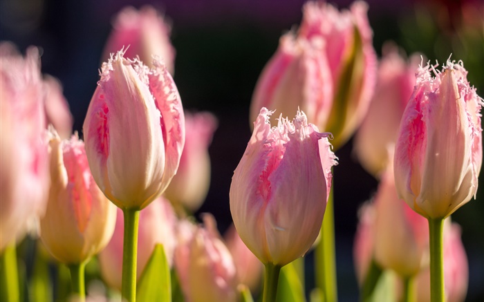 ピンクのチューリップ、花のマクロ撮影、春 壁紙 ピクチャー