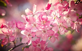 春、ピンクの桜の花、開花、小枝 HDの壁紙
