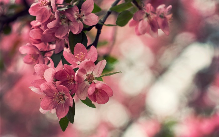 春、ピンクの花、木、ボケ 壁紙 ピクチャー