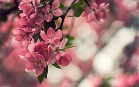 春、ピンクの花、木、ボケ HDの壁紙